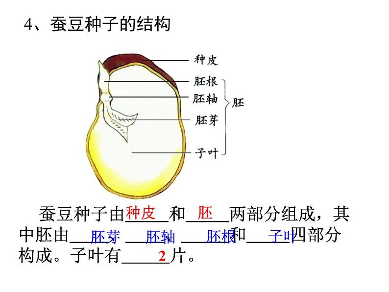 苏科版生物八年级上册 7.19.2 植物的生长发育--种子的结构 课件(2)07