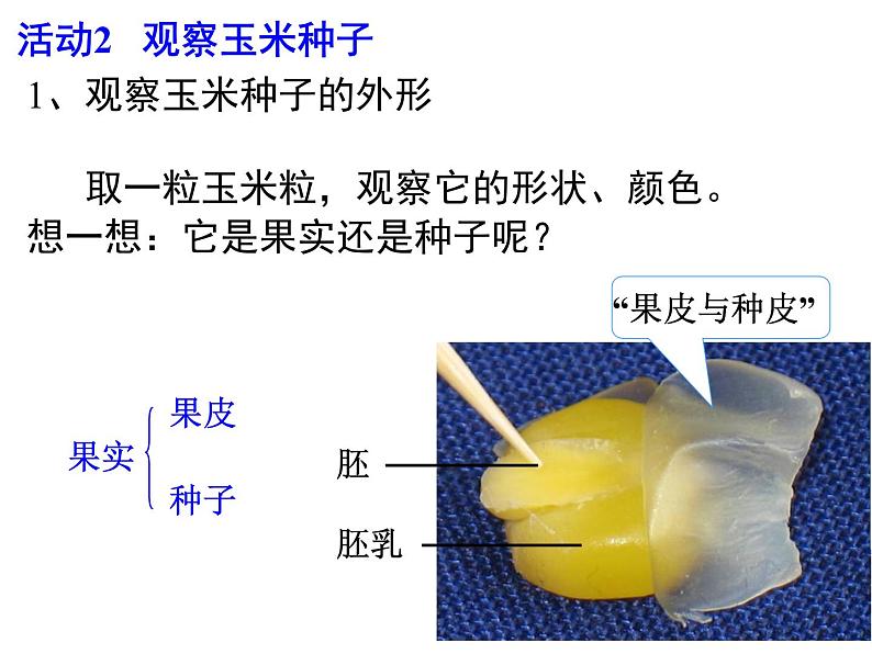 苏科版生物八年级上册 7.19.2 植物的生长发育--种子的结构 课件(2)08