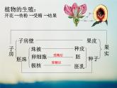 苏科版生物八年级上册 7.19.2 植物的生长发育--种子的结构 课件(3)