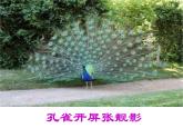 苏科版生物八年级上册 7.20.1 动物的生殖 课件(1)