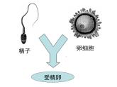 苏科版生物八年级上册 7.20.1 动物的生殖 课件(1)