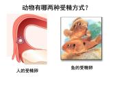 苏科版生物八年级上册 7.20.1 动物的生殖 课件(1)