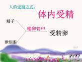 苏科版生物八年级上册 7.20.1 动物的生殖 课件(1)