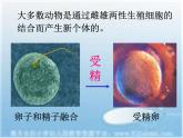 苏科版生物八年级上册 7.20.1 动物的生殖 课件(2)