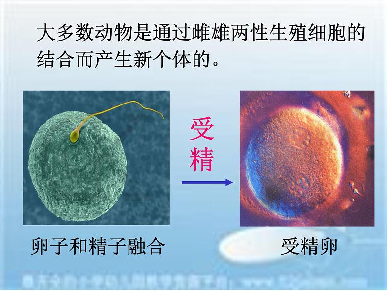 苏科版生物八年级上册 7.20.1 动物的生殖 课件(2)05