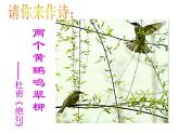 苏科版生物八年级上册 7.20.1 动物的生殖 课件