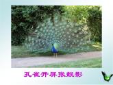 苏科版生物八年级上册 7.20.1 动物的生殖 课件