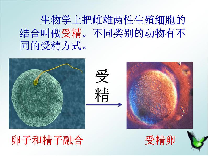 苏科版生物八年级上册 7.20.1 动物的生殖 课件第6页