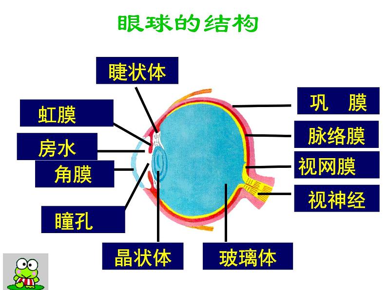 苏科版生物八年级上册 6.16.2 人体对信息的感知 课件第2页