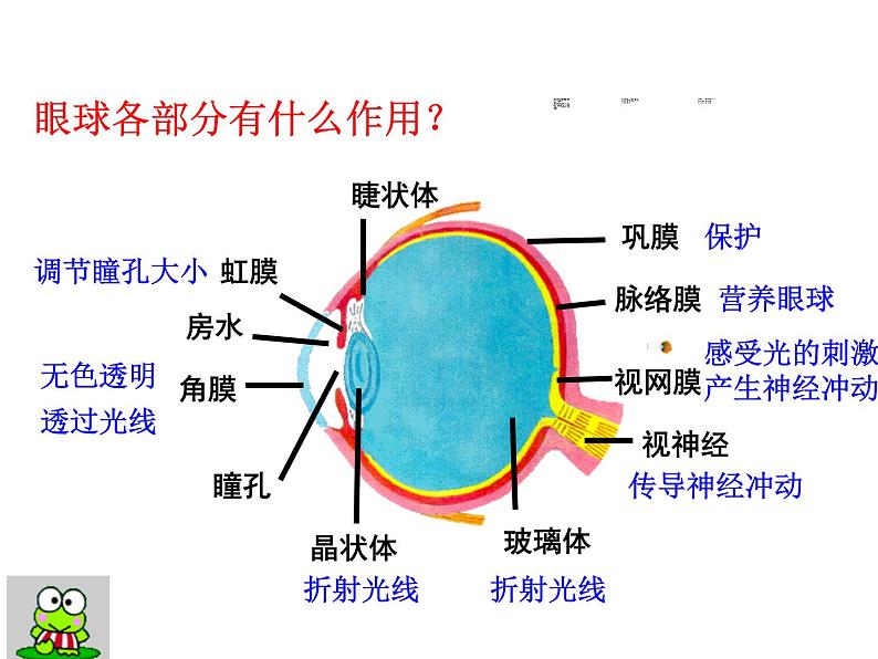 苏科版生物八年级上册 6.16.2 人体对信息的感知 课件第3页