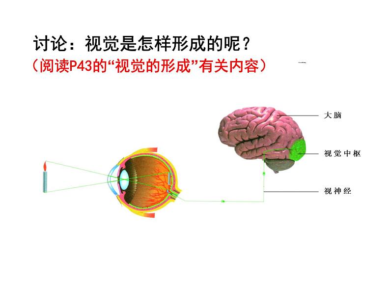 苏科版生物八年级上册 6.16.2 人体对信息的感知 课件第4页