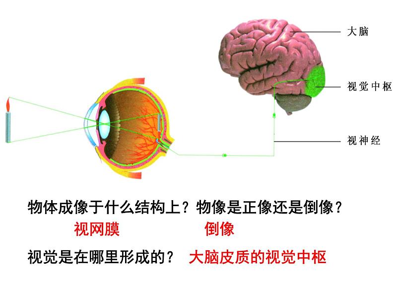 苏科版生物八年级上册 6.16.2 人体对信息的感知 课件第6页