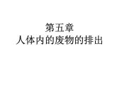 （新人教版）七年级生物下册第五章人体内废物的排出课件1