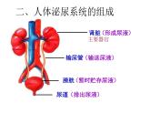 （新人教版）七年级生物下册第五章人体内废物的排出课件1