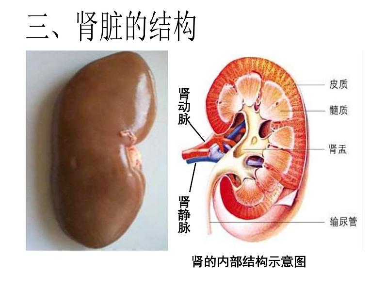 （新人教版）七年级生物下册第五章人体内废物的排出课件106