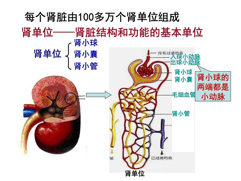 （新人教版）七年级生物下册第五章人体内废物的排出课件107