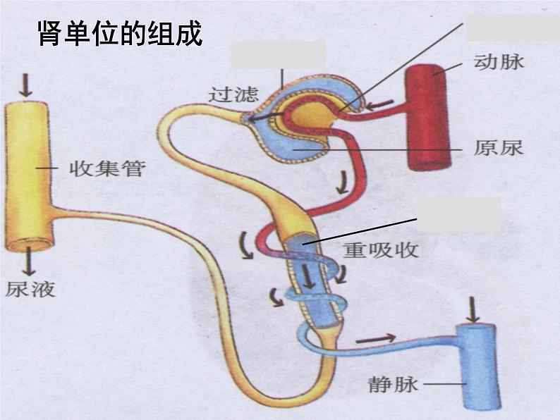 （新人教版）七年级生物下册第五章人体内废物的排出课件108