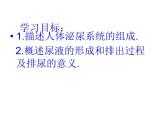 （新人教版）七年级生物下册第五章人体内废物的排出课件2