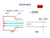 （新人教版）七年级生物下册第五章人体内废物的排出课件2