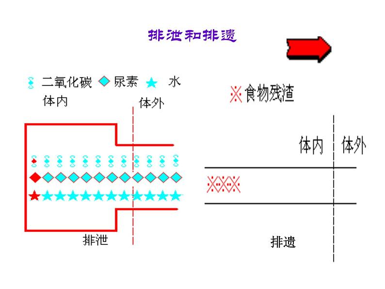 （新人教版）七年级生物下册第五章人体内废物的排出课件2第5页