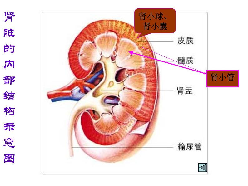 （新人教版）七年级生物下册第五章人体内废物的排出课件2第8页