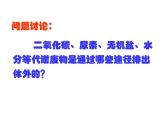 （新人教版）七年级生物下册第五章人体内废物的排出课件3