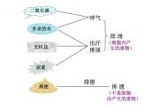 （新人教版）七年级生物下册第五章人体内废物的排出课件4