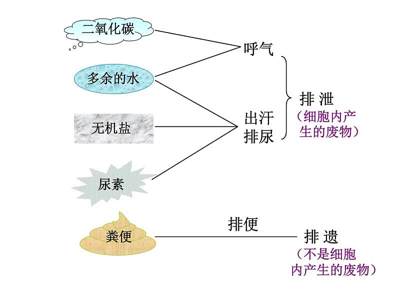 （新人教版）七年级生物下册第五章人体内废物的排出课件4第2页