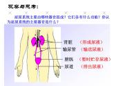 （新人教版）七年级生物下册第五章人体内废物的排出课件4