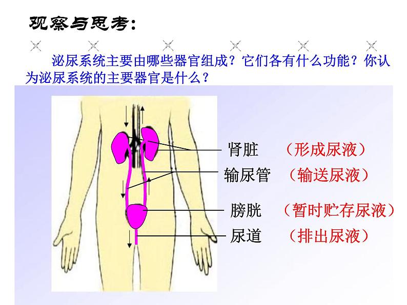 （新人教版）七年级生物下册第五章人体内废物的排出课件4第4页