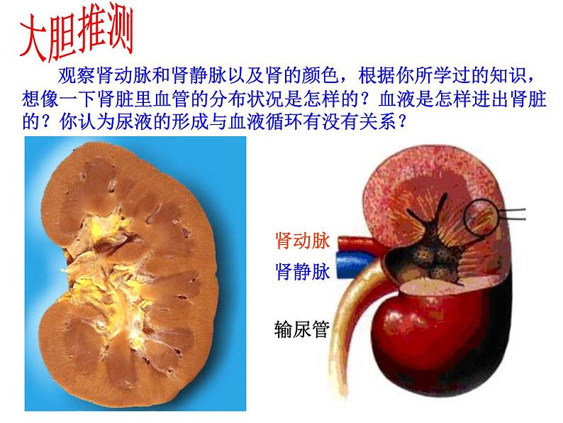 （新人教版）七年级生物下册第五章人体内废物的排出课件4第5页