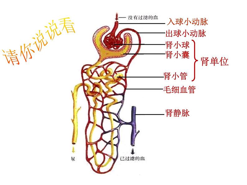 （新人教版）七年级生物下册第五章人体内废物的排出课件4第7页