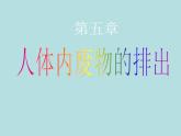 （新人教版）七年级下册第五章人体内废物的排出课件1（生物）