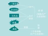 （新人教版）七年级下册第五章人体内废物的排出课件1（生物）