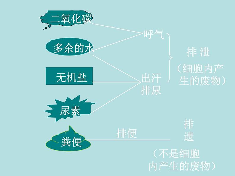 （新人教版）七年级下册第五章人体内废物的排出课件1（生物）03