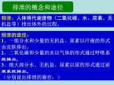 （新人教版）七年级下册第五章人体内废物的排出课件1（生物）