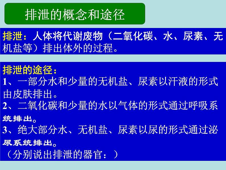 （新人教版）七年级下册第五章人体内废物的排出课件1（生物）04