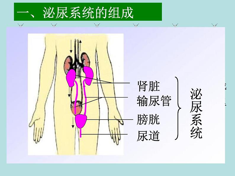 （新人教版）七年级下册第五章人体内废物的排出课件1（生物）07