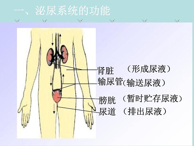 （新人教版）七年级下册第五章人体内废物的排出课件1（生物）08