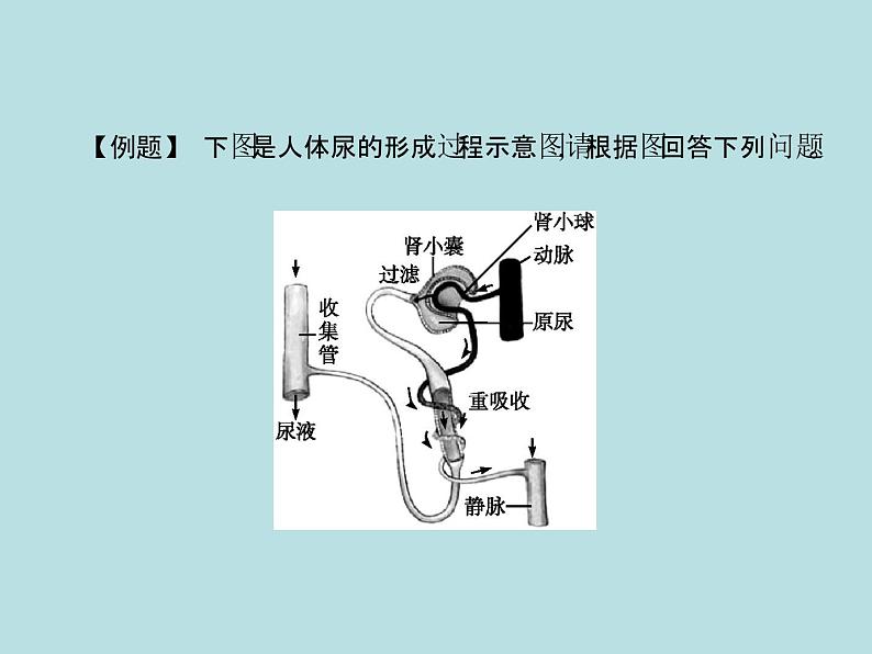 （新人教版）七年级下册第五章人体内废物的排出课件（生物）08