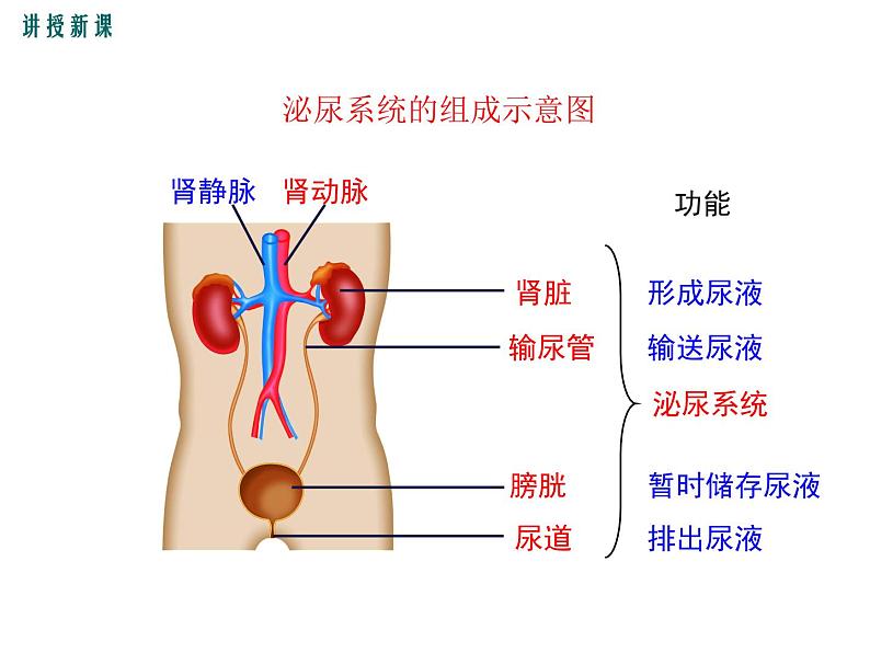 （新人教版）七年级下册第五章人体内废物的排出课件（生物）(1)05