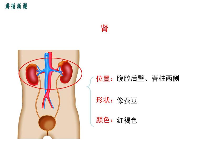 （新人教版）七年级下册第五章人体内废物的排出课件（生物）(1)07