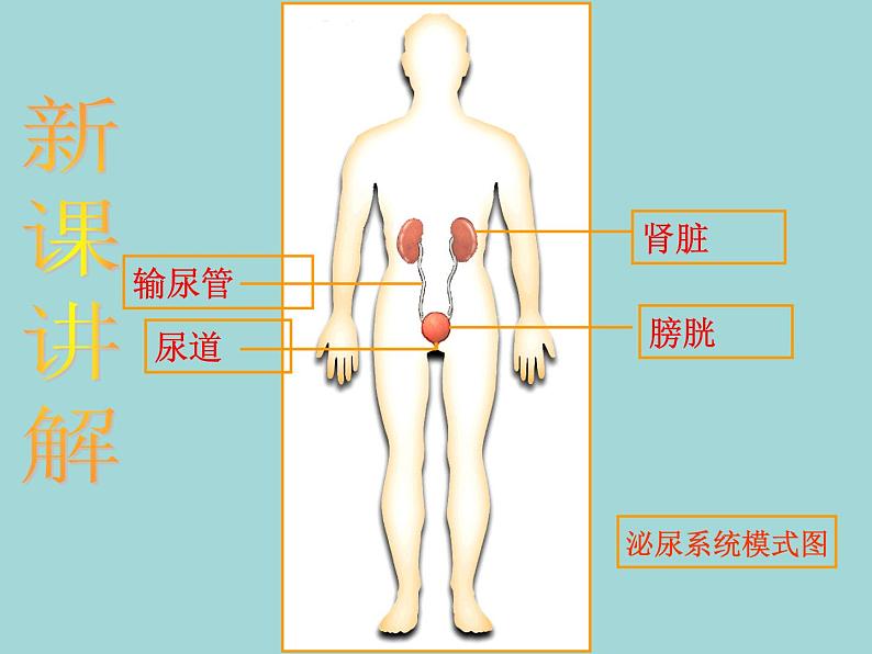 （新人教版）七年级下册第五章人体内废物的排出课件2（生物）第5页