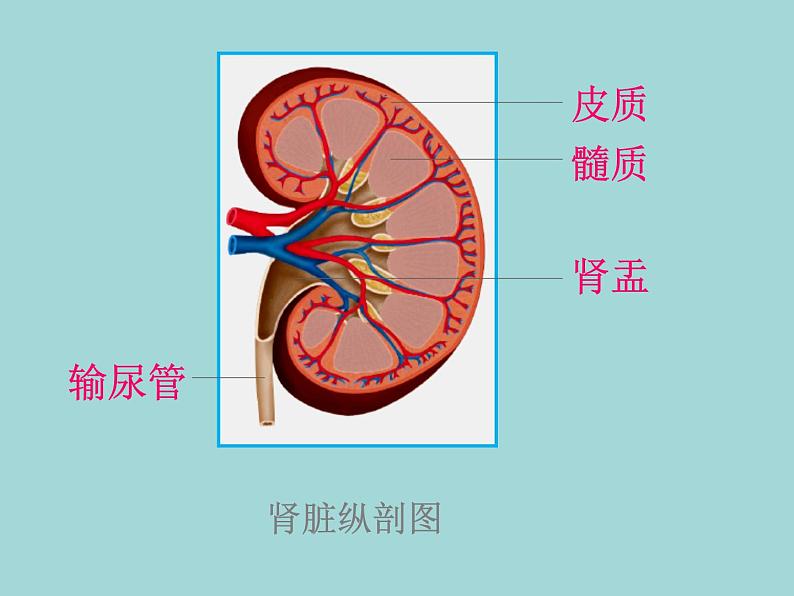 （新人教版）七年级下册第五章人体内废物的排出课件2（生物）第6页