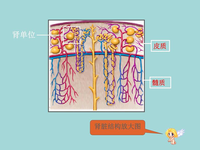 （新人教版）七年级下册第五章人体内废物的排出课件2（生物）第7页