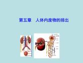 （新人教版）七年级下册生物圈中的人第五章人体内废物的排出教学课件（生物）