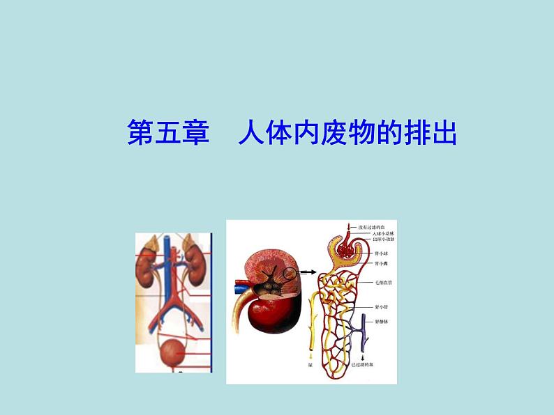 （新人教版）七年级下册生物圈中的人第五章人体内废物的排出教学课件（生物）01