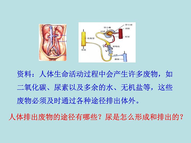 （新人教版）七年级下册生物圈中的人第五章人体内废物的排出教学课件（生物）02