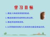 （新人教版）七年级下册生物圈中的人第五章人体内废物的排出教学课件（生物）