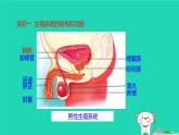 人的生殖PPT课件免费下载